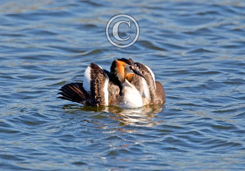 Great Crested Grebe 3